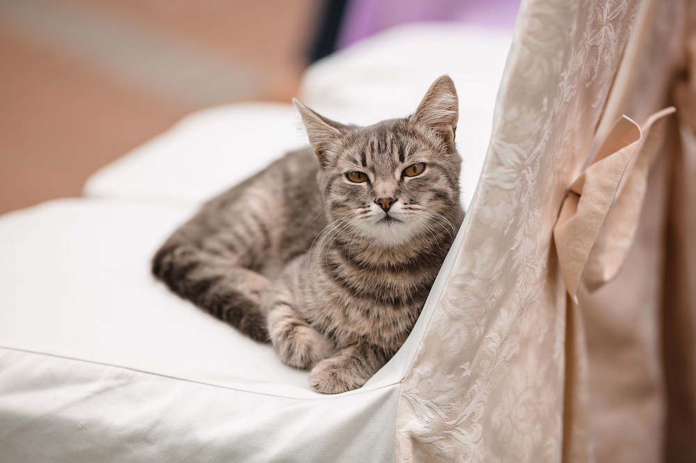 Коты на свадьбе - это к семейному счастью....