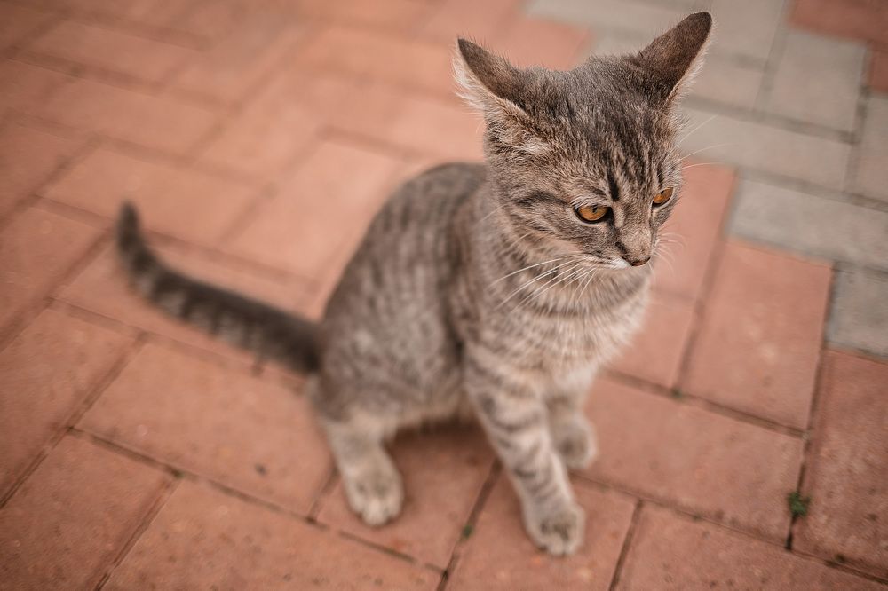 Коты на свадьбе - это к семейному счастью....