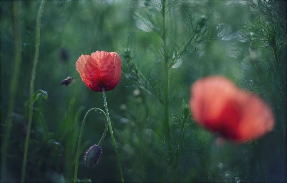 the morning of my favorite flowers