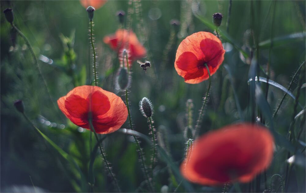 the morning of my favorite flowers