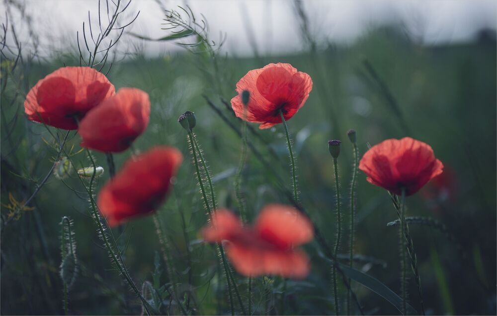 the morning of my favorite flowers