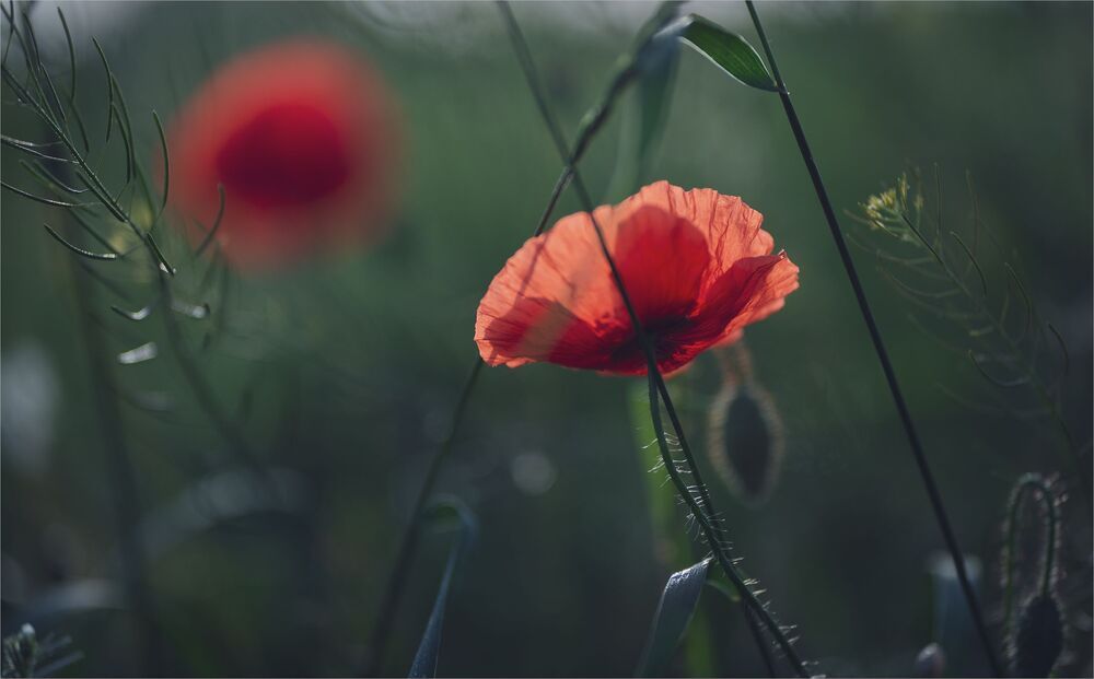 the morning of my favorite flowers