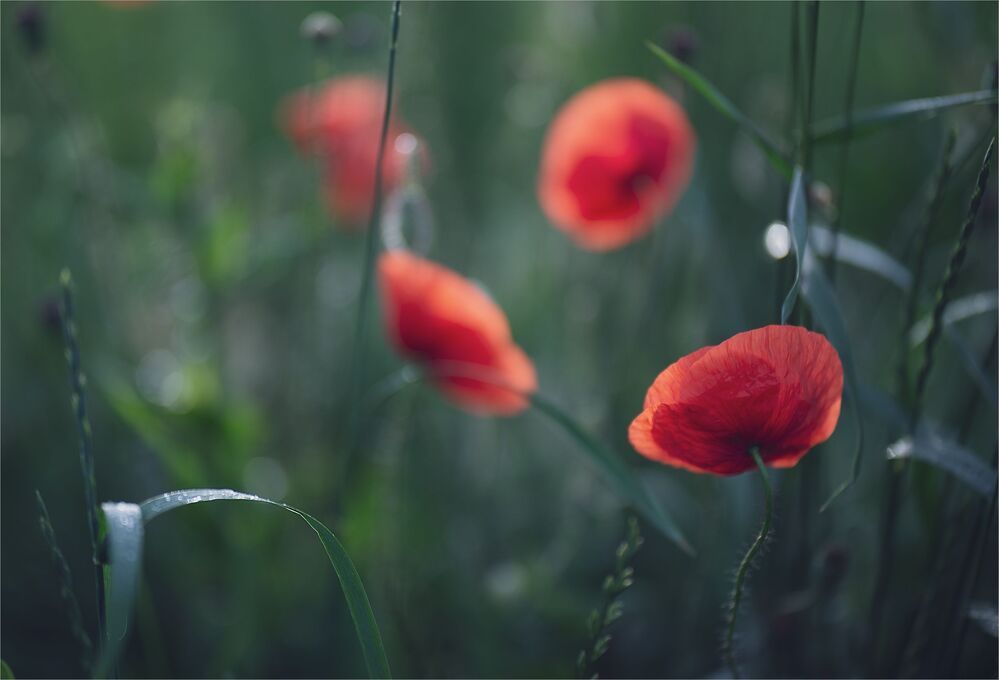 the morning of my favorite flowers