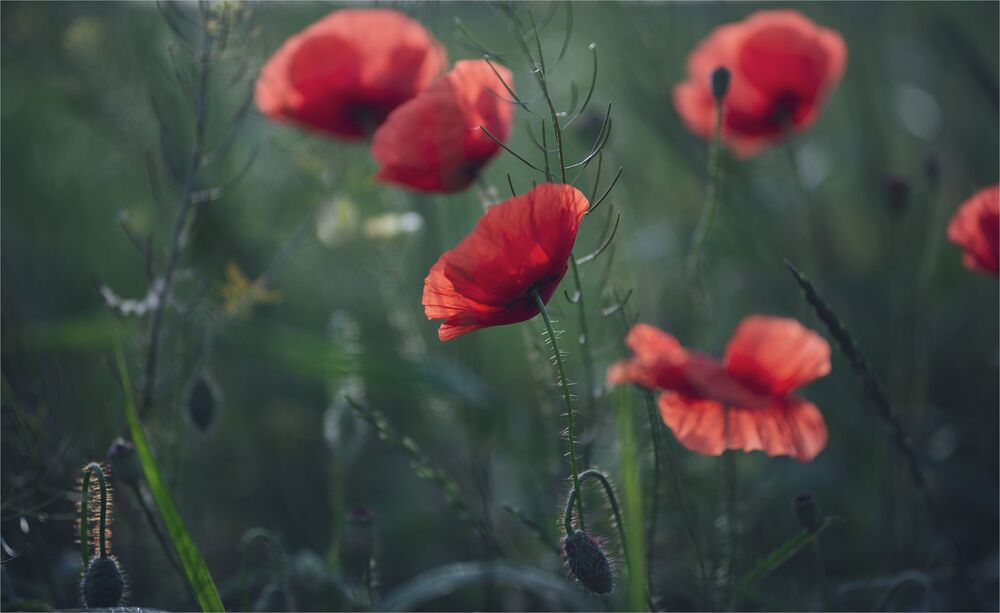 the morning of my favorite flowers