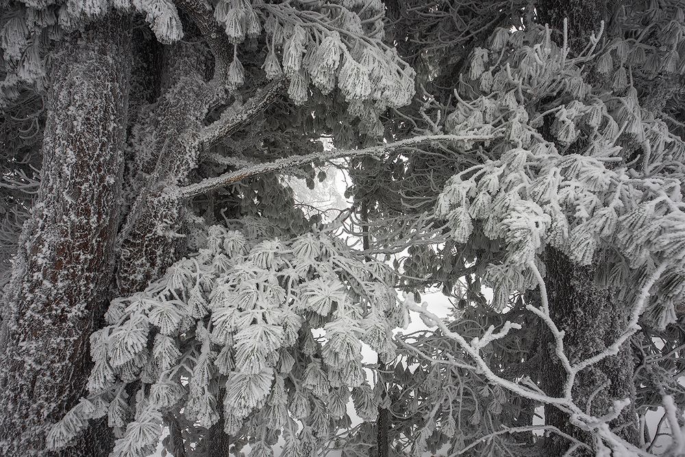 01 Сибиские кедры на редкость фотогеничны даже сами по себе, ...