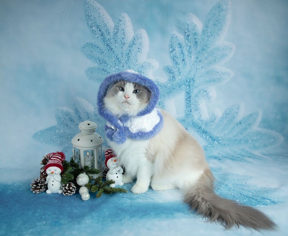 C Новым Годом! Happy New Year!
