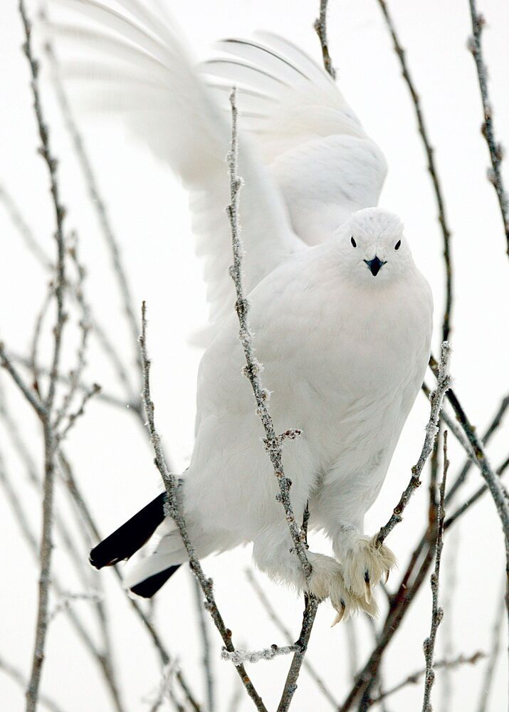 На кормёжке.