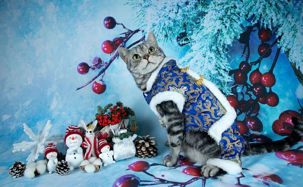 Маркиз. Американский короткошерстный кот.