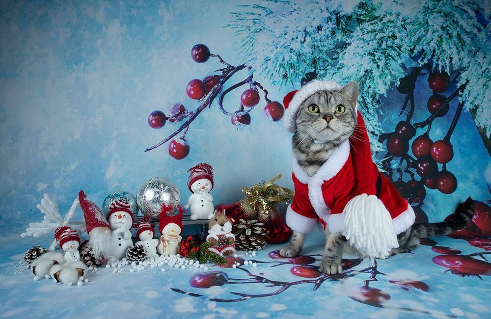 Маркиз. Американский короткошерстный кот.