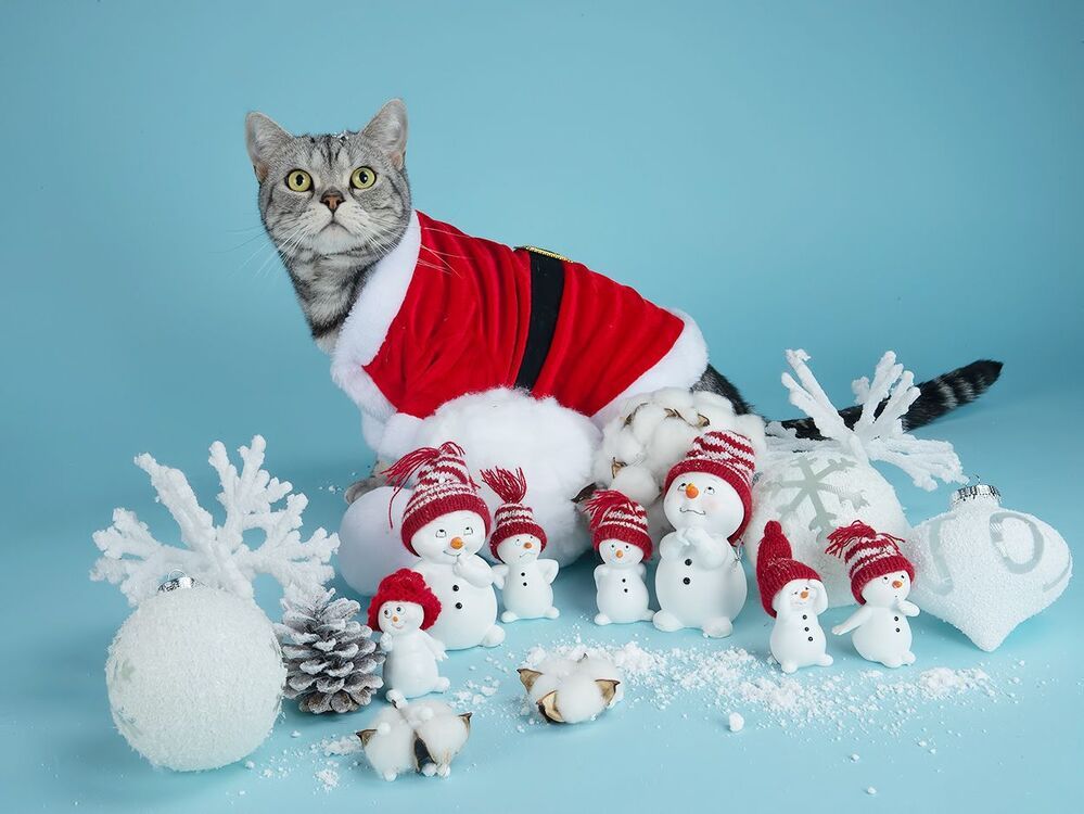 Маркиз. Американский короткошерстный кот.