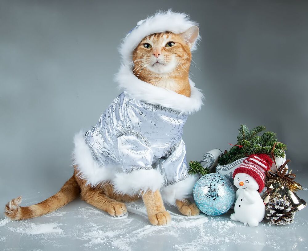 Рыжик - Ginger