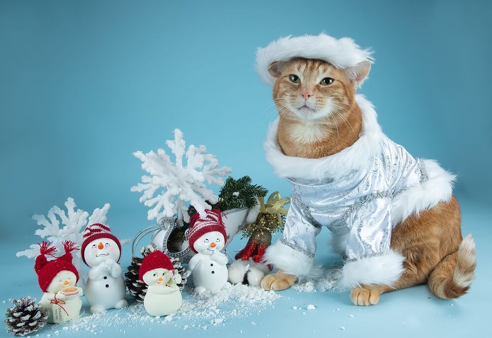 Рыжик - Ginger