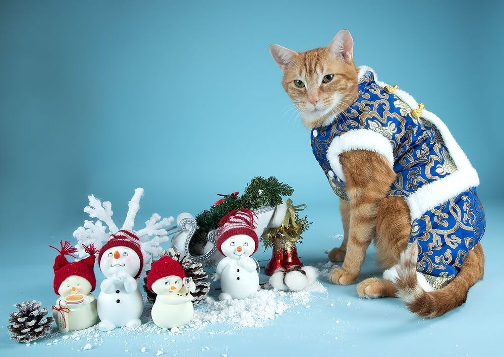 Рыжик - Ginger