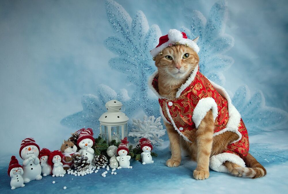 Рыжик - Ginger