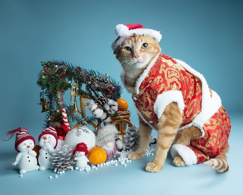 Рыжик - Ginger