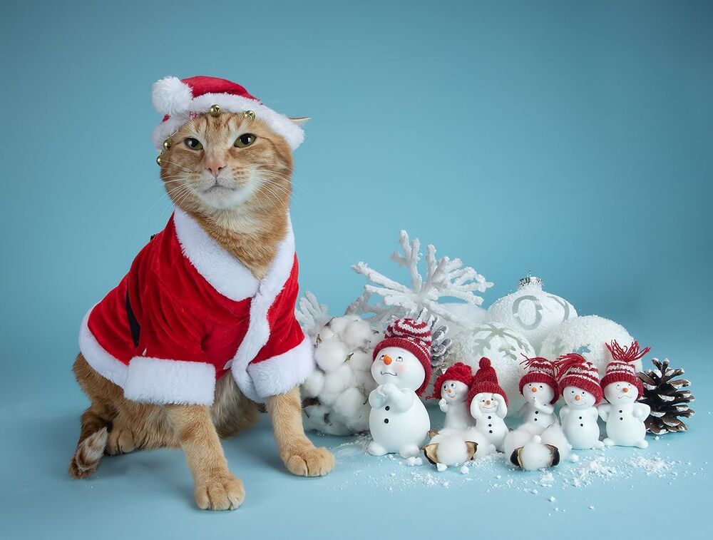 Рыжик - Ginger