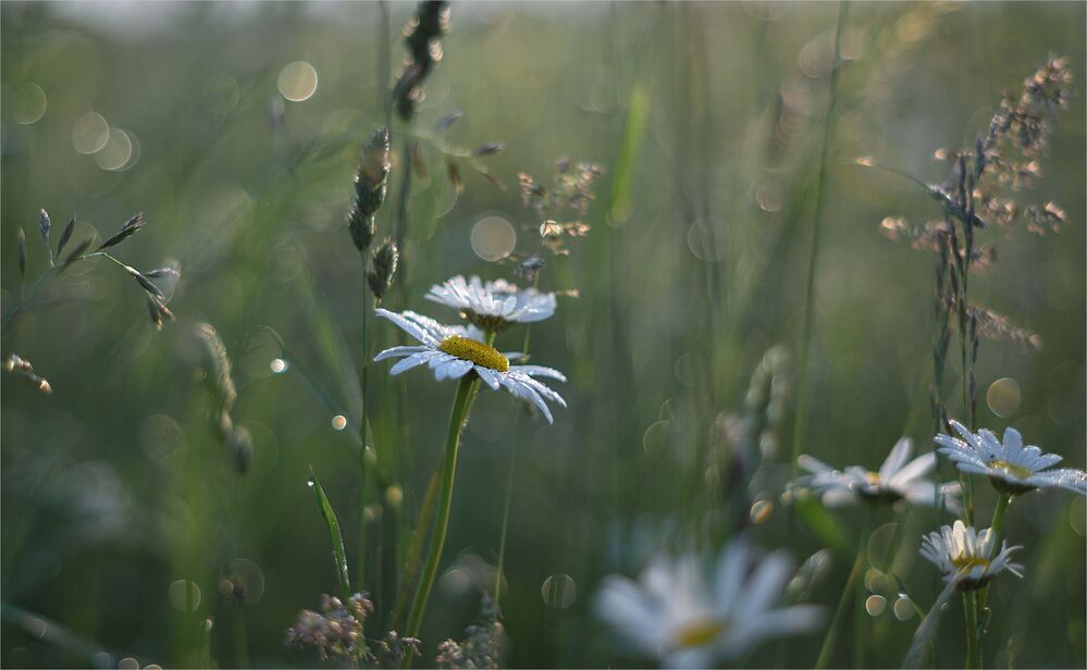 morning of field daisies...