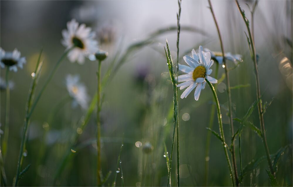morning of field daisies...