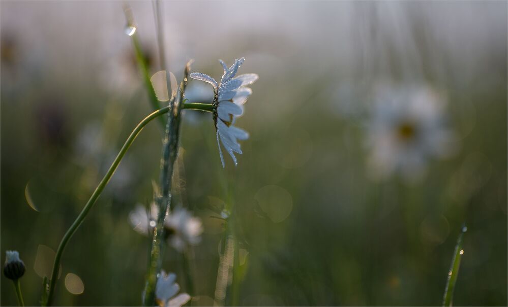 morning of field daisies...