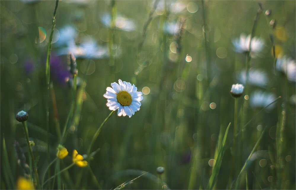 morning of field daisies...