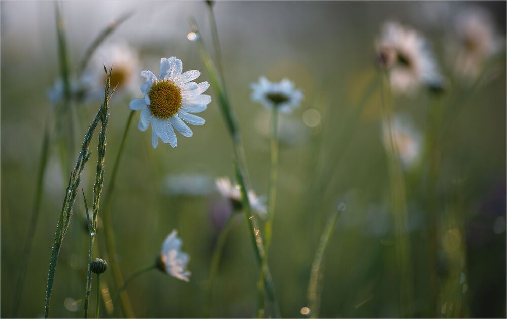 morning of field daisies...