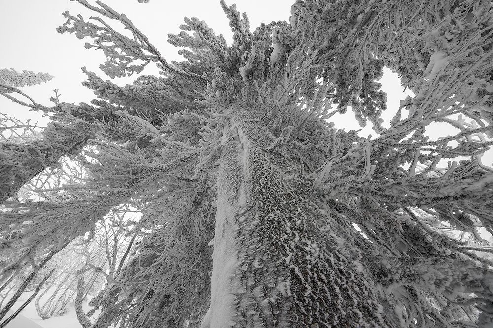 01 Иней – лучший друг фотографа, ...