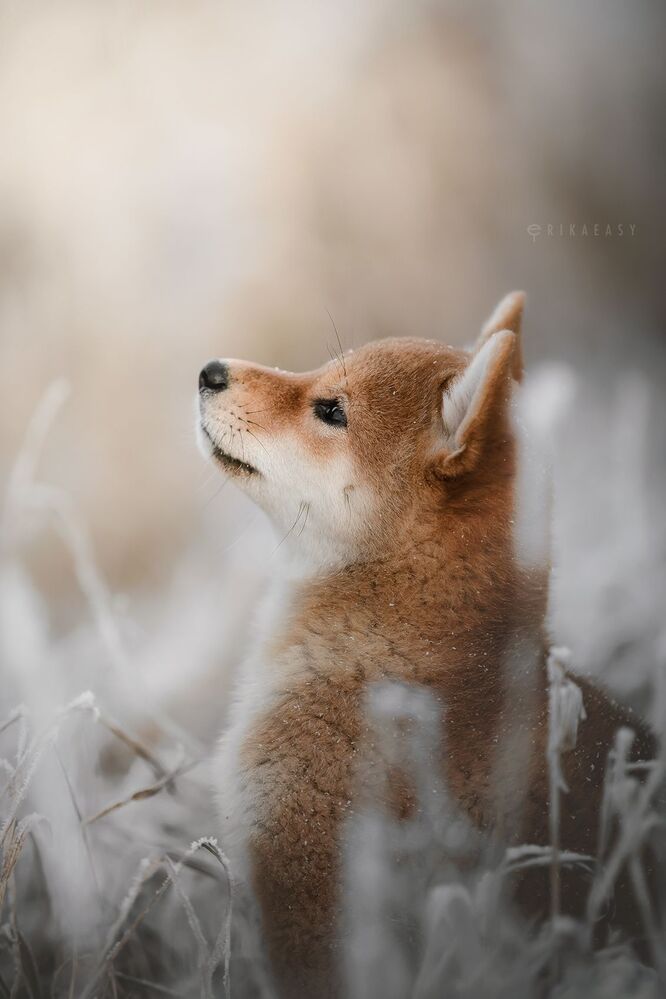 Winter evening
