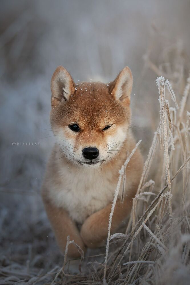 Winter evening