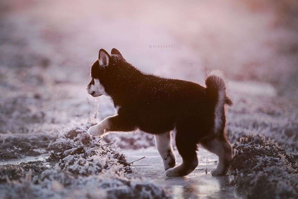 Winter evening