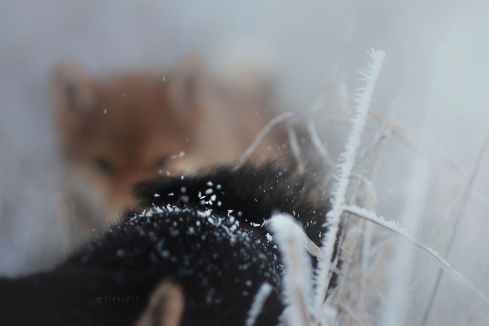 Winter evening