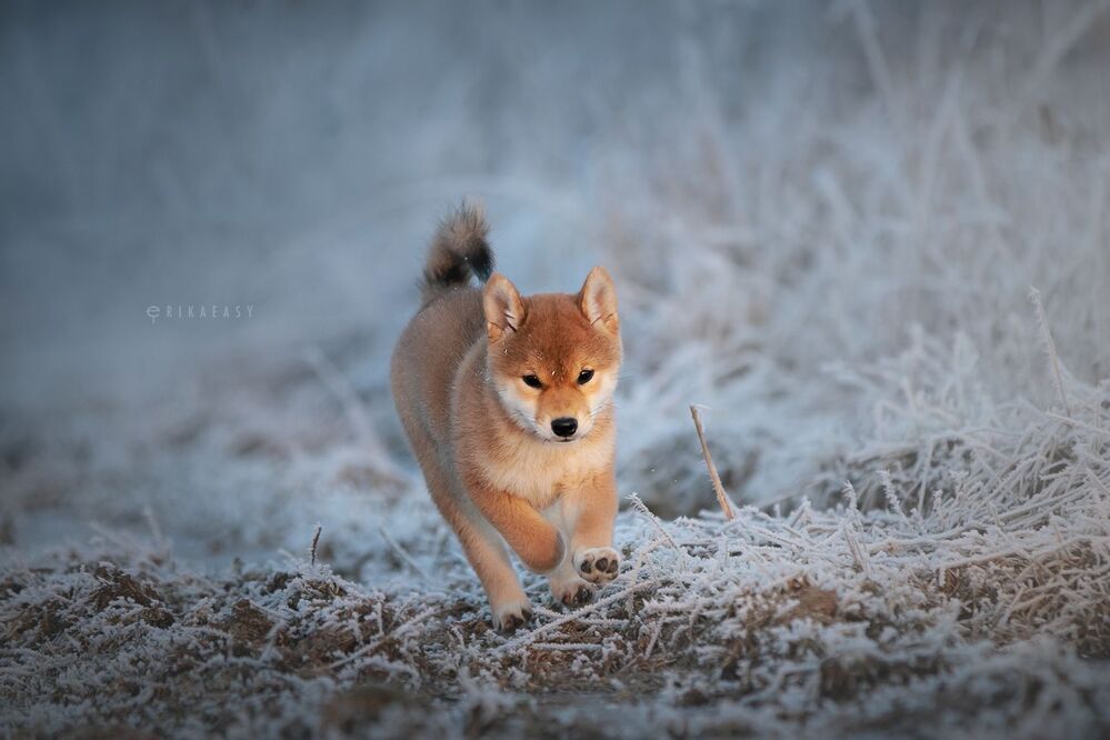 Winter evening