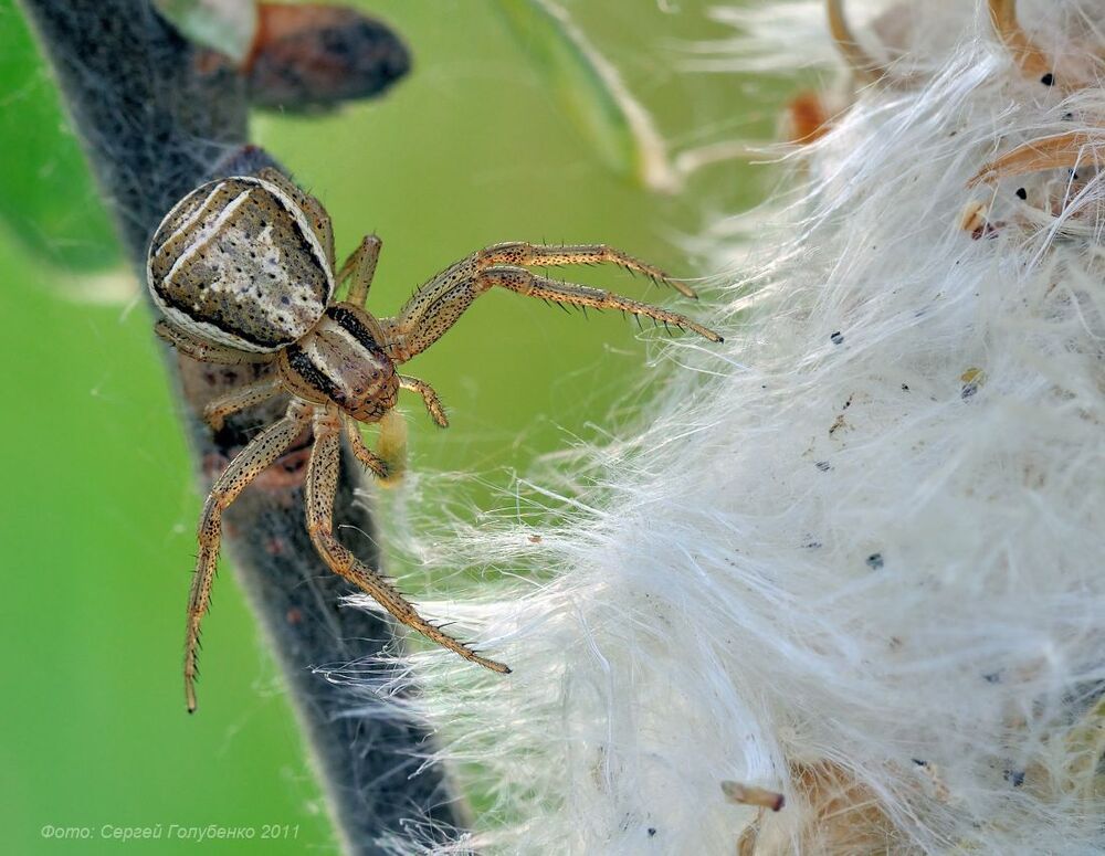 Ксистикус(Xysticus)