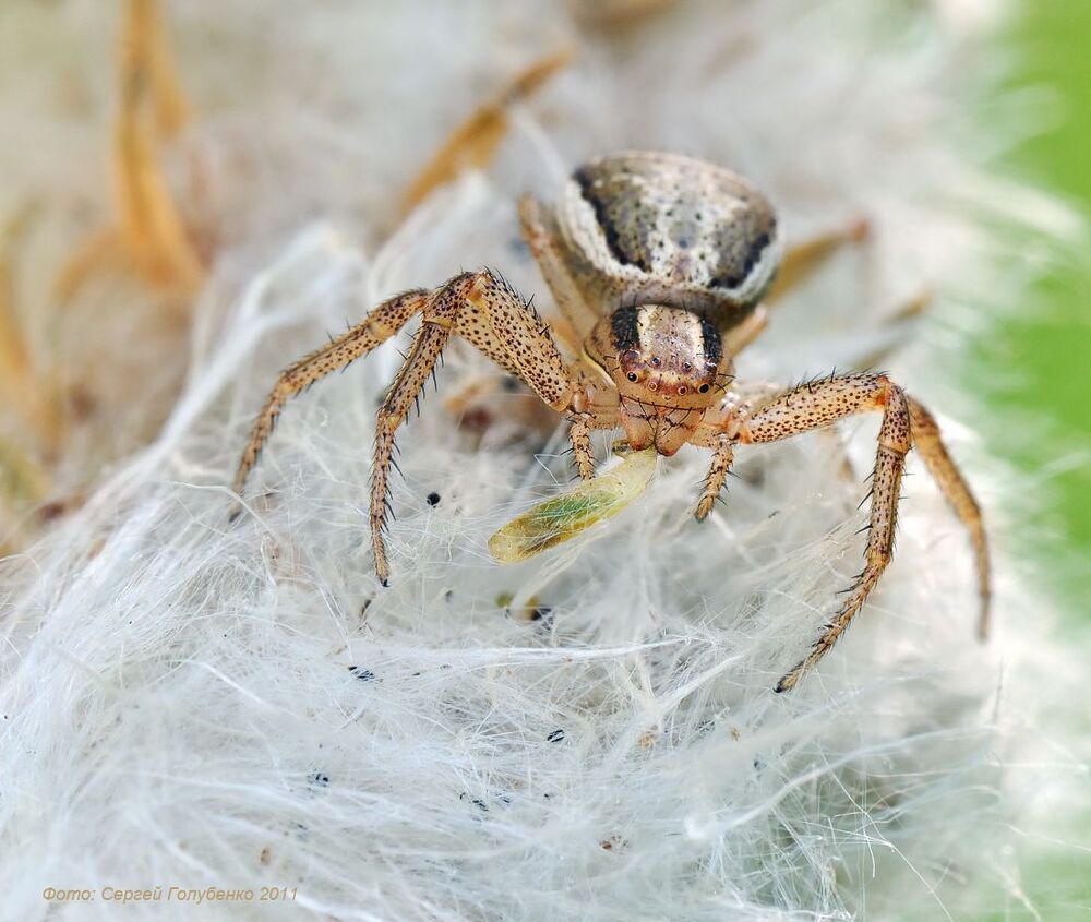 Ксистикус(Xysticus)