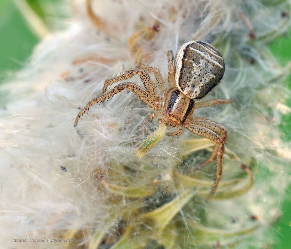 Ксистикус(Xysticus)