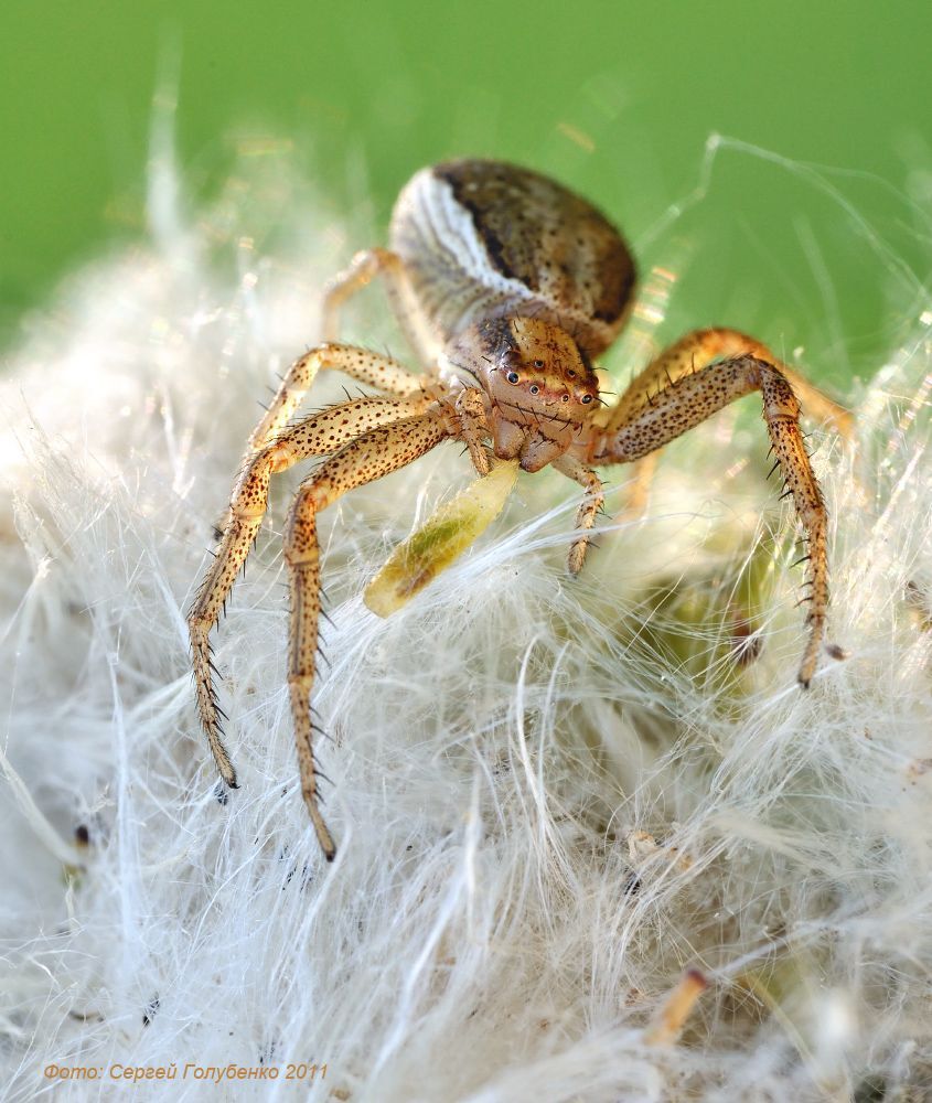 Ксистикус(Xysticus)