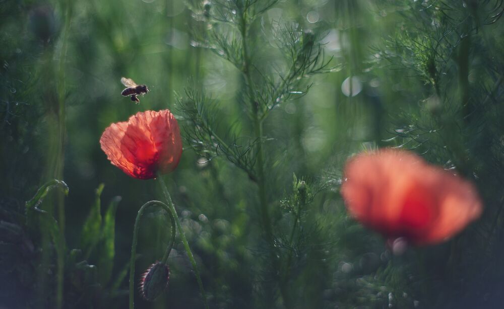 the morning of my favorite flowers