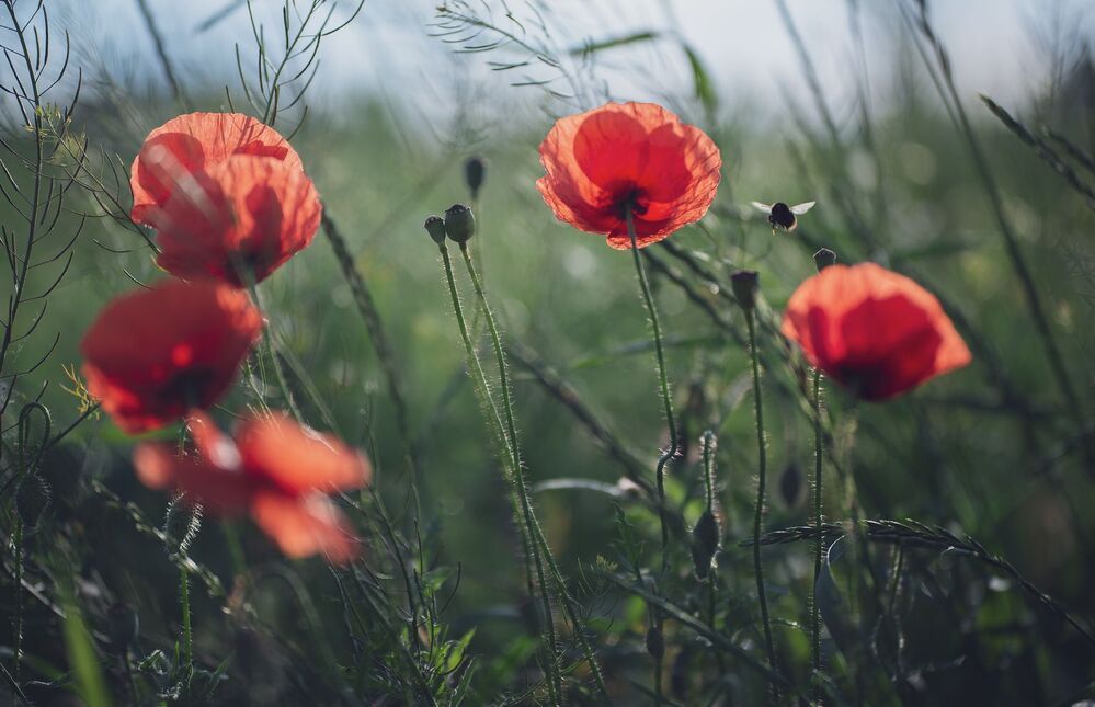 the morning of my favorite flowers