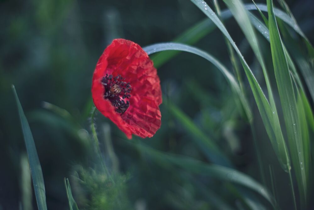 the morning of my favorite flowers