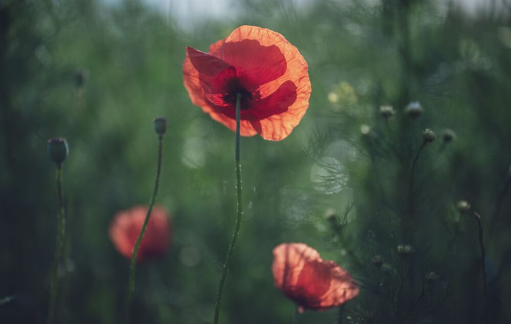 the morning of my favorite flowers