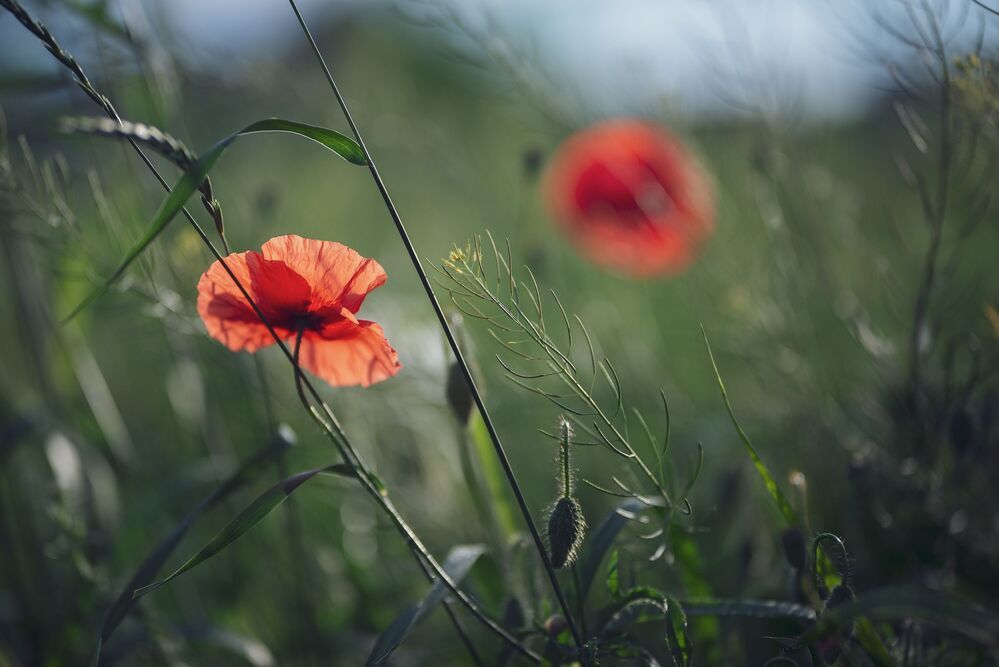 the morning of my favorite flowers