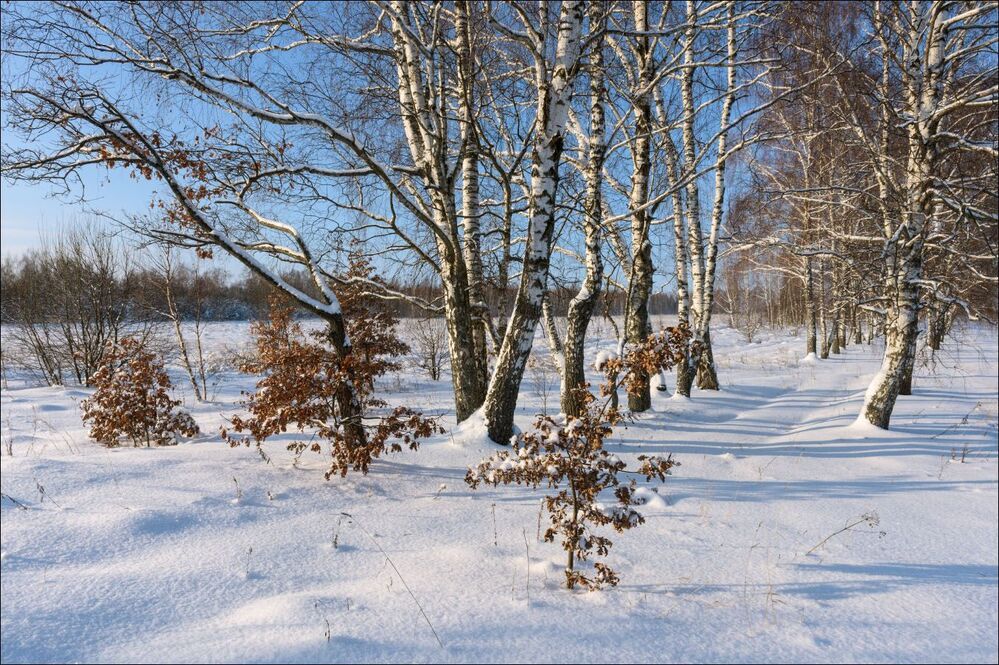 Январь в перелеске 1