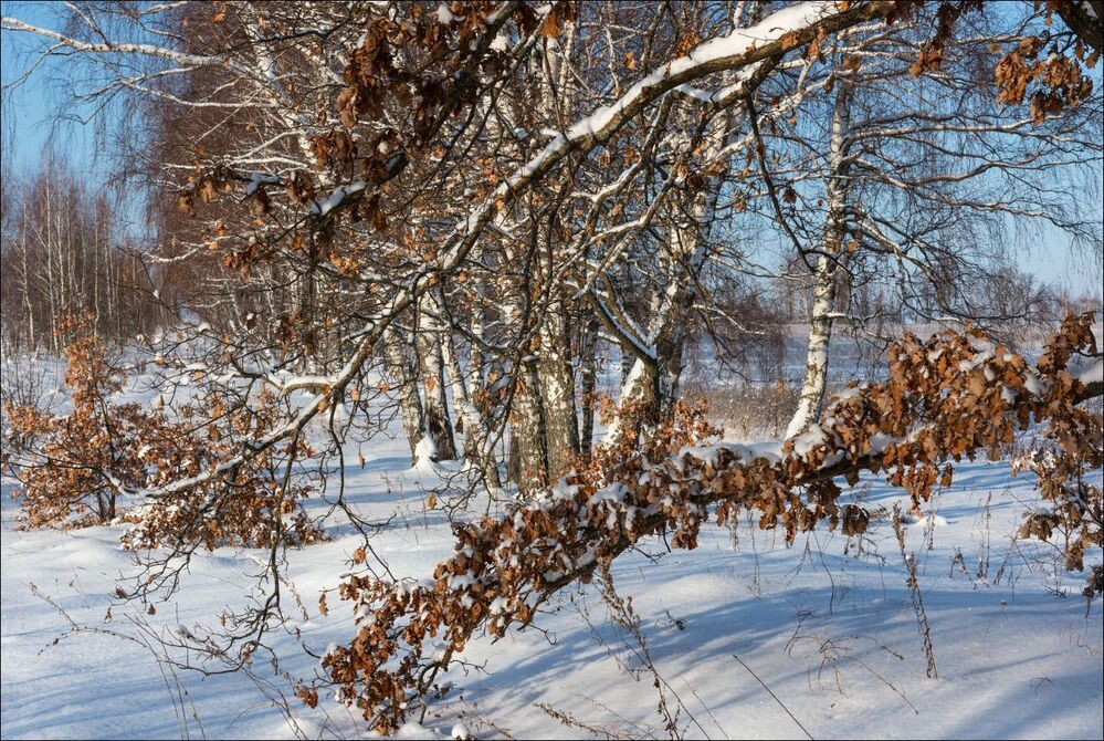 Январь в перелеске 3