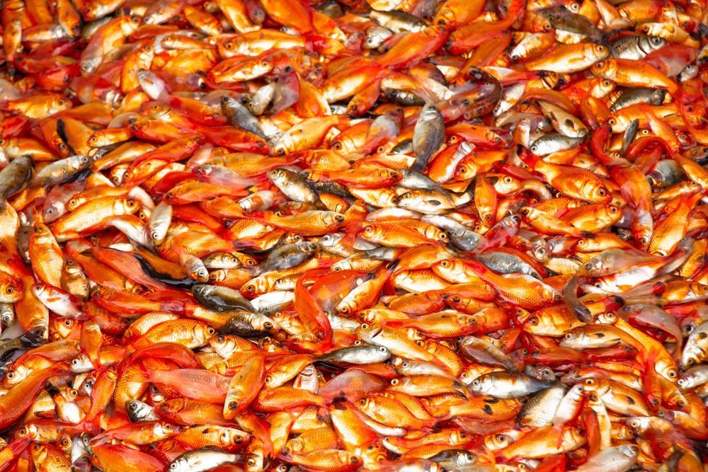 The fishes are in the basin until aquarium get full of water then get back to water again.