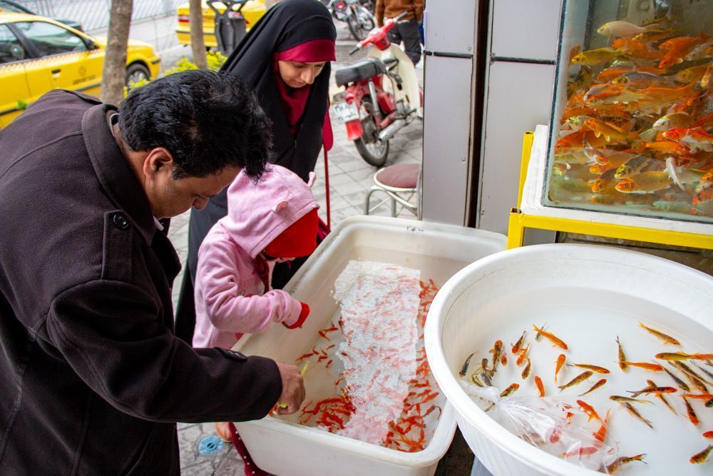 An Iranian family try to choose gold fish for their Nowruz celebration.