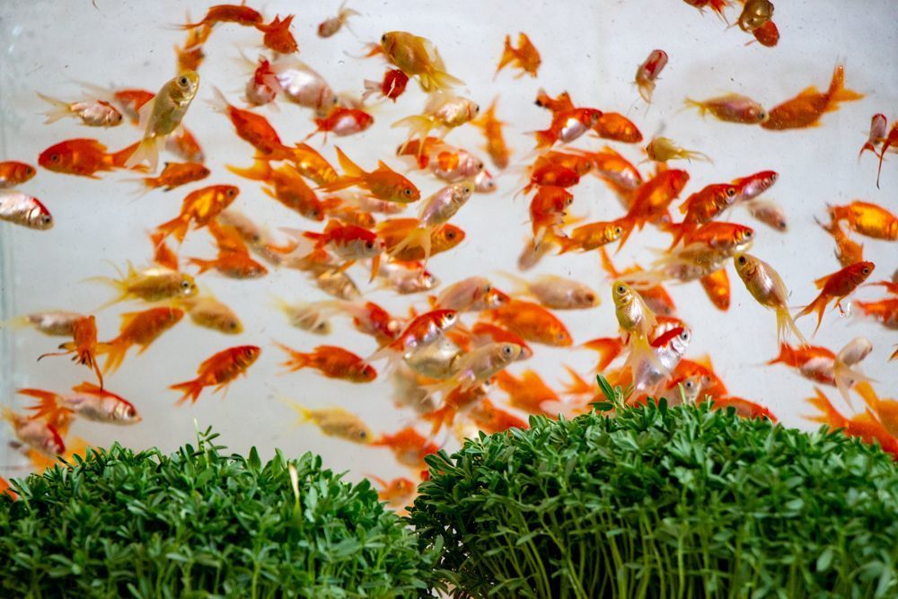Another stuff Iranian use in their Nowruz celebration is the green grass in concept of celebration spring season.