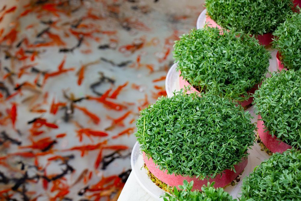 Another stuff Iranian use in their Nowruz celebration is the green grass in concept of celebration spring season.