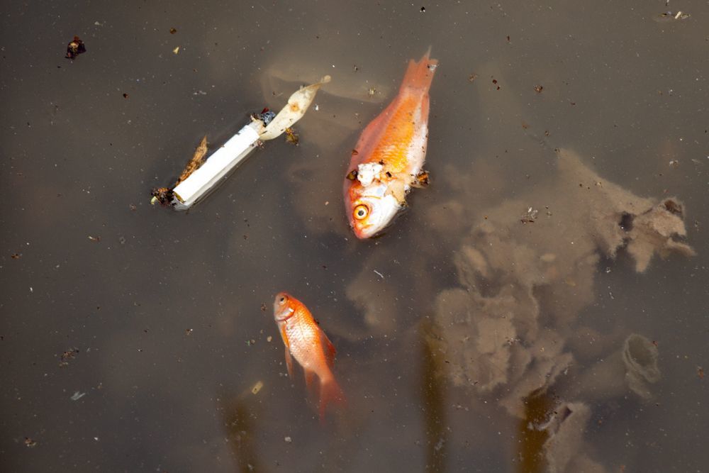 Gold fishes that are dead before they get to Iranian homes just right in middle of selling or replacing water of aquarium .