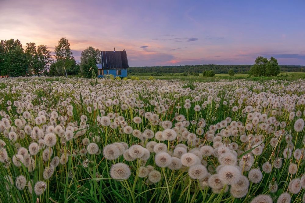 планета Одуванчиков