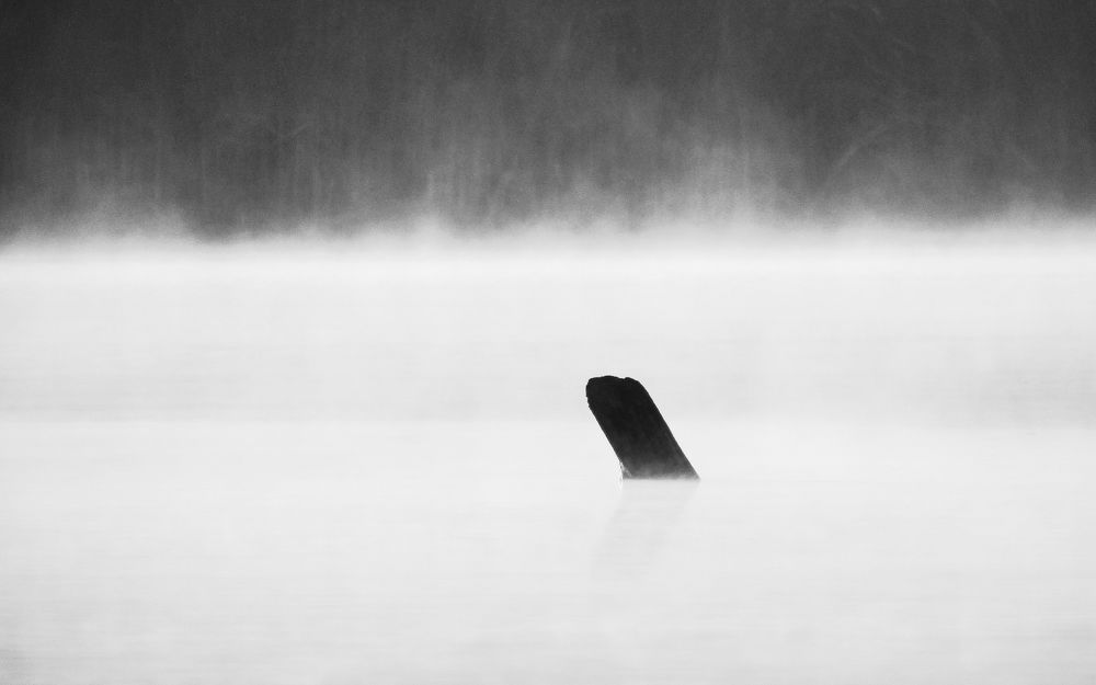 Photo 1616599