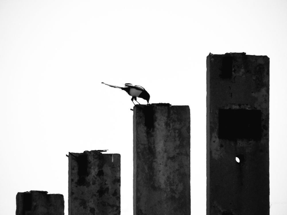 Photo 1616600